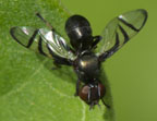 Rivellia sp.