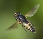 Hybomitra lasiophthalma