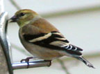 Goldfinch (12/26/01)