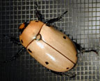 Grapevine beetle