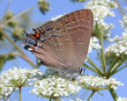Gray Hairstreak