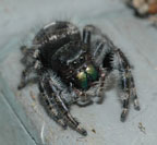 Phidippus audax