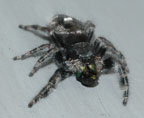 Phidippus audax