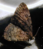 Idia aemula