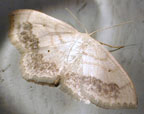 Scopula limboundata