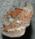 Lappet moth