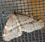 Operophtera bruceata?