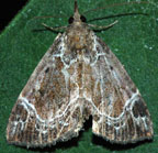 Hypena abalienalis