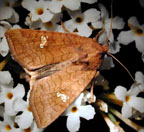 Gortyna (Hydraecia?) nictitans