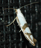 Argyresthia austerella