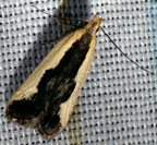 Dichomeris inserrata (Trichotaphe inserrata)