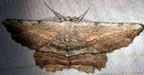 Lytrosis unitaria