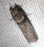 Myelopsis subtetricella