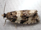 Olethreutes bipartitana