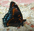 Red-spotted purple