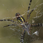 Argiope trifasciata