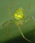 Araneus cingulatus