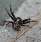 Trice-Banded Crab Spider