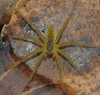 Dolomedes triton