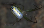 Leucauge venusta