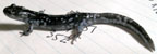 Blue-spotted salamander