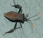 Acanthocephala terminalis