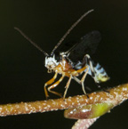 Smicroplectrus walleyi