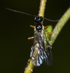 Smicroplectrus walleyi