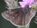 Wild Indigo Duskywing
